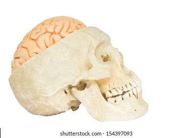 Human skull with artificial brains