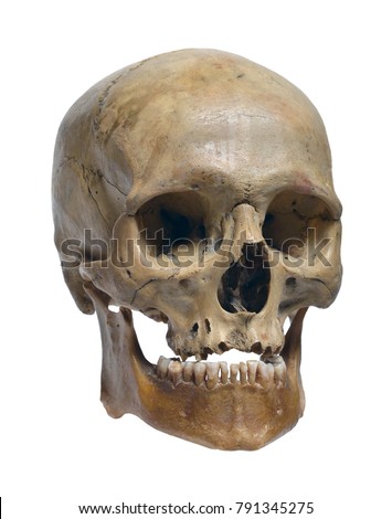 Human skull close up on a white background.