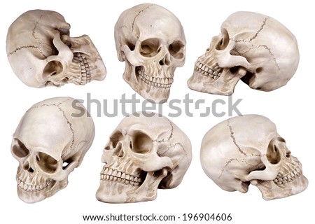 Human skull (cranium) set isolated on white background