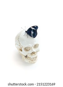 Human skull with dark butterfly hypolimnas bolina, isolated on white background close up. creative art surreal Gothic concept. mystery spirit, Halloween holiday. minimal style