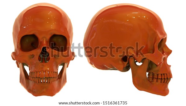 Human Skull Skull Different Angles Isolated Stock Photo (Edit Now