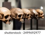 Human Skull Display in Museum Exhibit