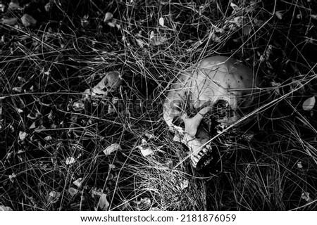 A human skull in the grass 
