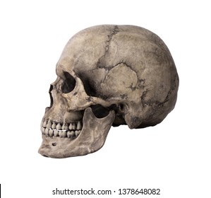 Human Skull, Isolated