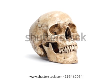 human skull isolated