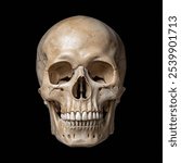 Human skull isolated, Front view of natural human skull on isolated black background
