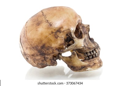 Human Skull Isolated On White Background