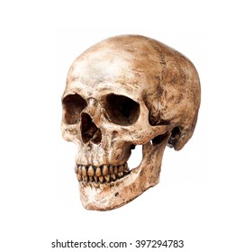 Human Skull Isolated On White Background