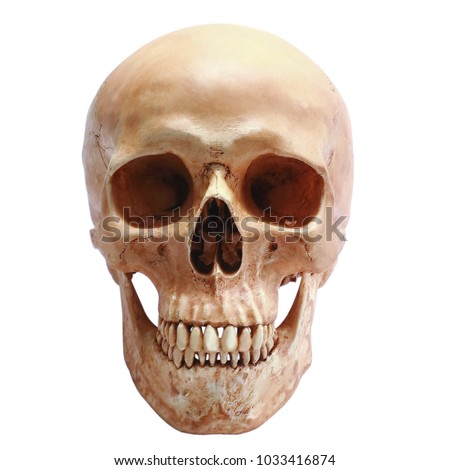 Human skull, isolated on white background with clipping path 
