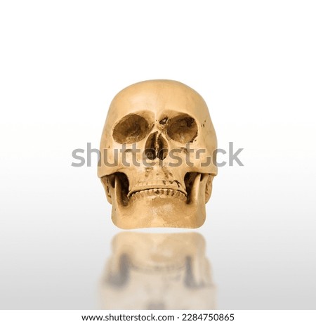 Human skull mockup isolated on white background with reflection, clipping path included, Front view.