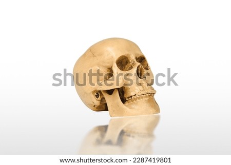 Human skull mockup isolated on white background with reflection, clipping path included, Side view.