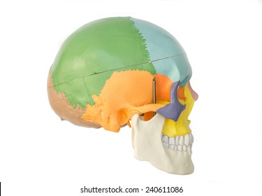 Human skull model