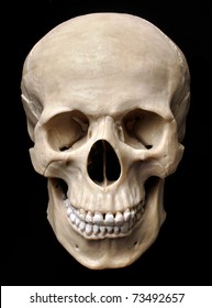 Human skull model - Shutterstock ID 73492657