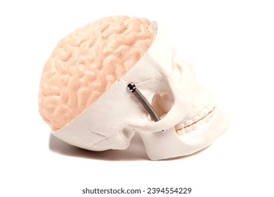 Human skull model with brain anatomical model isolated on white background. - Shutterstock ID 2394554229