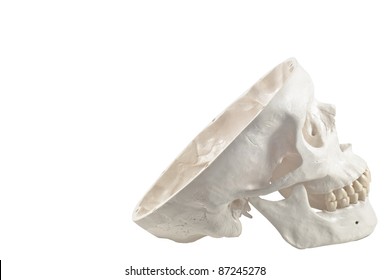 Human skull model,isolated