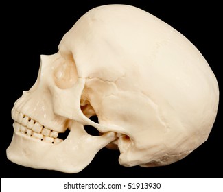 The Human Skull On A Black Background In Profile