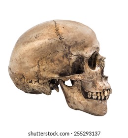 https://image.shutterstock.com/image-photo/human-skull-on-isolated-white-260nw-255293137.jpg