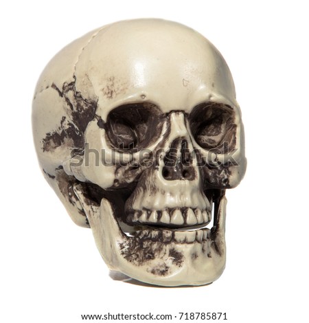 Human skull on isolated white background. Halloween decoration