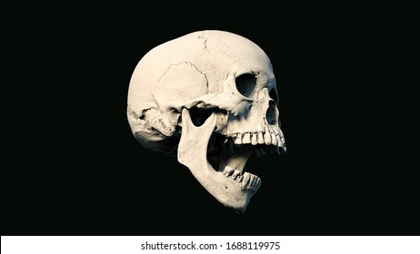 Human skull on Rich Colors a Black Isolated Background. The concept of death, horror. A symbol of spooky Halloween. - Shutterstock ID 1688119975