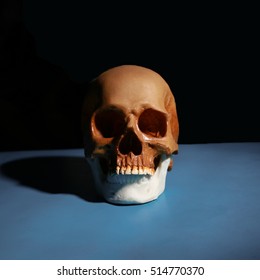 human skull on the table