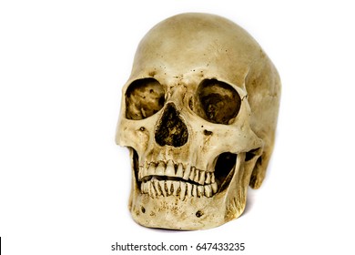 Human Skull On White Background Stock Photo (Edit Now) 230484715