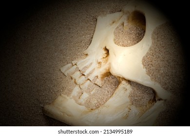 Human Skull Partially Buried Sand Lighting Stock Photo 2134995189 ...