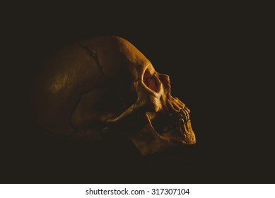 Human Skull In Profile