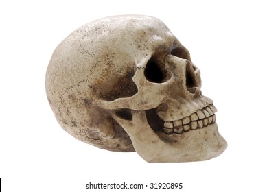 Human Skull Profile