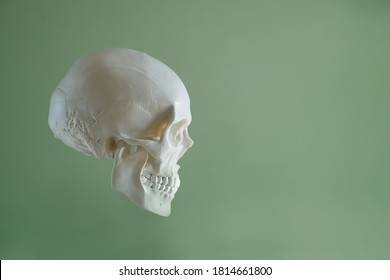 Human Skull Profile On Green Background