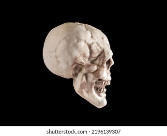 Human Skull In Profile View. Human Anatomy, Skeletal Framework Of Head. Medical Education Concept. High Quality Photo