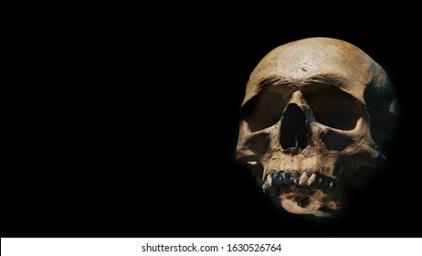 Human Skull Of A Skeleton In Bone Remains. Evolution And Specie Concept Against A Black Background. Empty Copy Space For Editor's Text.