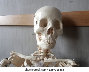 A Human Skull And Upper Body Skeleton 