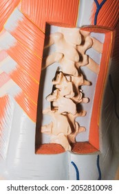 Human Spine Model. Human Subcutaneous Layer.