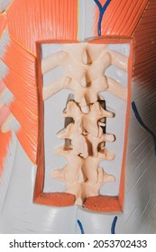 Human Spine Model. Human Subcutaneous Layer.