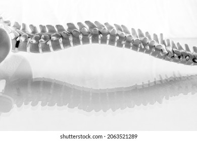 human spine reflected on glass - Shutterstock ID 2063521289
