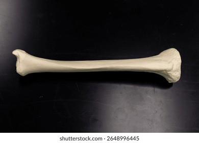 Human Tibia Bone Anatomical Model
