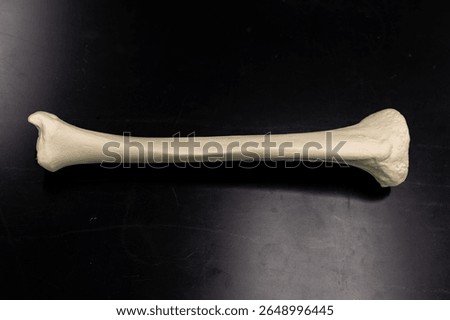 Human Tibia Bone Anatomical Model