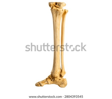 Human Tibia Bone in Natural Ivory Bone Colour Isolated on White Background