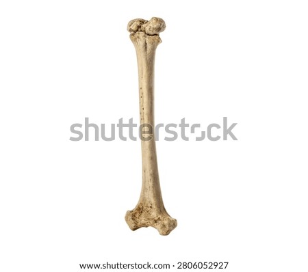 Human tibia bone realistic anatomy isolated on white background