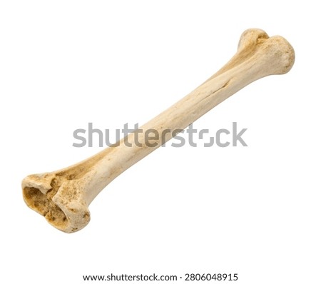 Human tibia long bone anatomical specimen isolated on white background