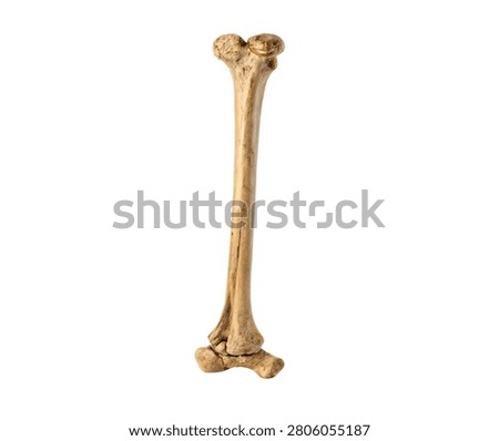 A Human tibia long bone anatomical specimen isolated on white background