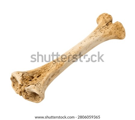 Human Tibia Long Bone Anatomy Isolated on White