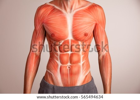 Human torso.