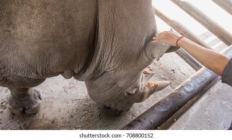 Human Touch Rhino Horn.