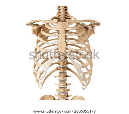 A Human upper torso skeleton with rib cage anatomy isolated on white background