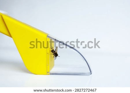 Humane insect catcher trapping a bee in a transparent bug catching device