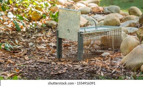 Humane Live Animal Trap. Pest And Rodent Removal Cage. Catch And Release Wildlife Animal Control Service.