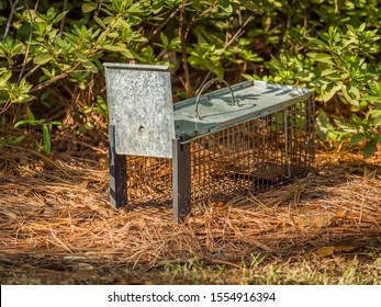 Humane live animal trap. Pest and rodent removal cage. Catch and release wildlife animal control service.