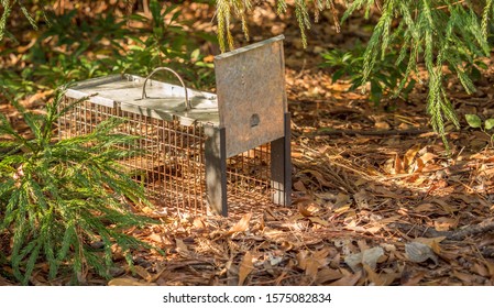 Humane Live Animal Trap. Pest And Rodent Removal Cage. Catch And Release Wildlife Animal Control Service.