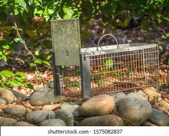 Humane Live Animal Trap. Pest And Rodent Removal Cage. Catch And Release Wildlife Animal Control Service.